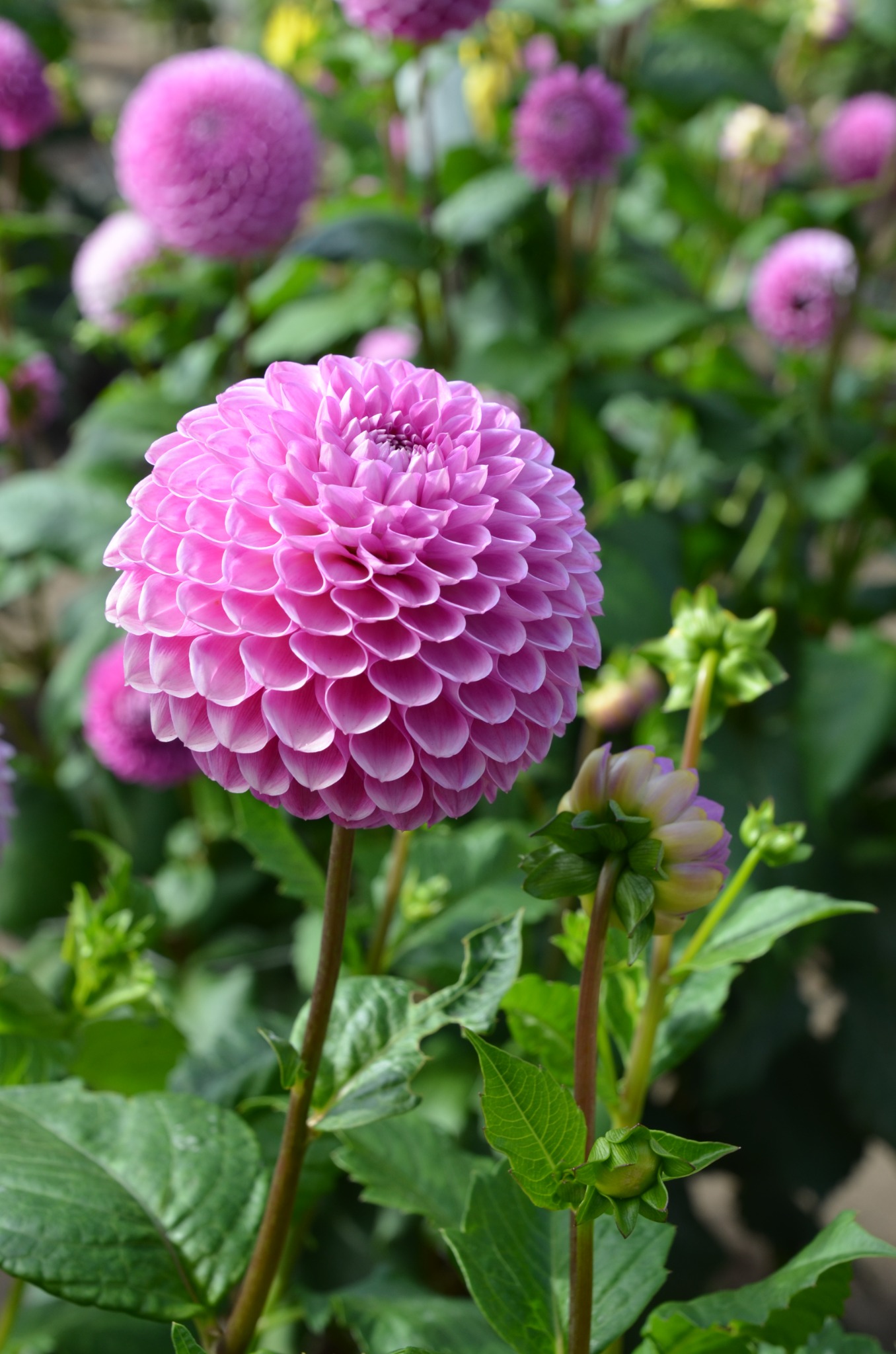 Round pink dahlia in a garden